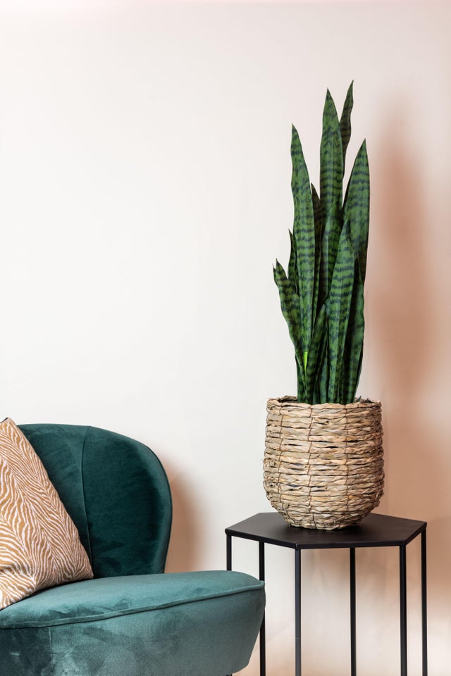 Pianta artificiale Sanseveria Black Coral 97 cm – Vrouwentong – Decorazione da interno realistica