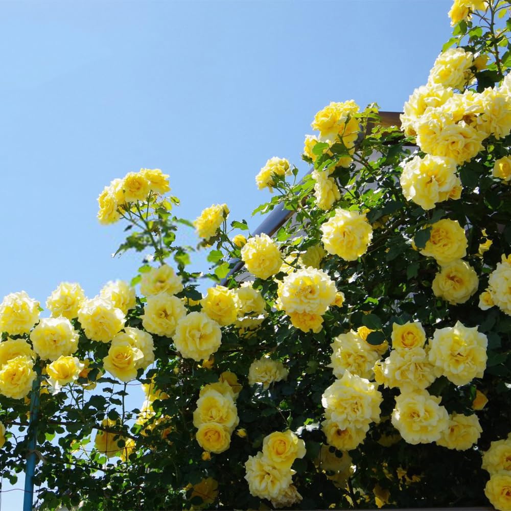 400 graines de roses, rosiers grimpants, graines de roses, floraison toute l'année, belles fleurs,pour la plantation de balcons de cour et de jardins - 5
