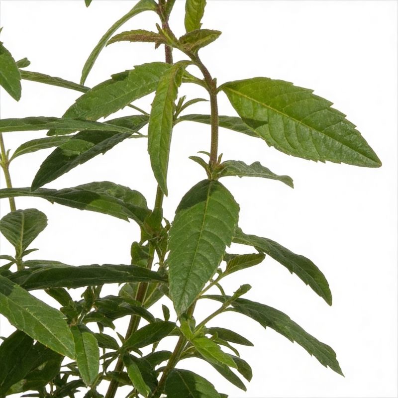 Plant Verveine Citronelle anti-moustique - 3