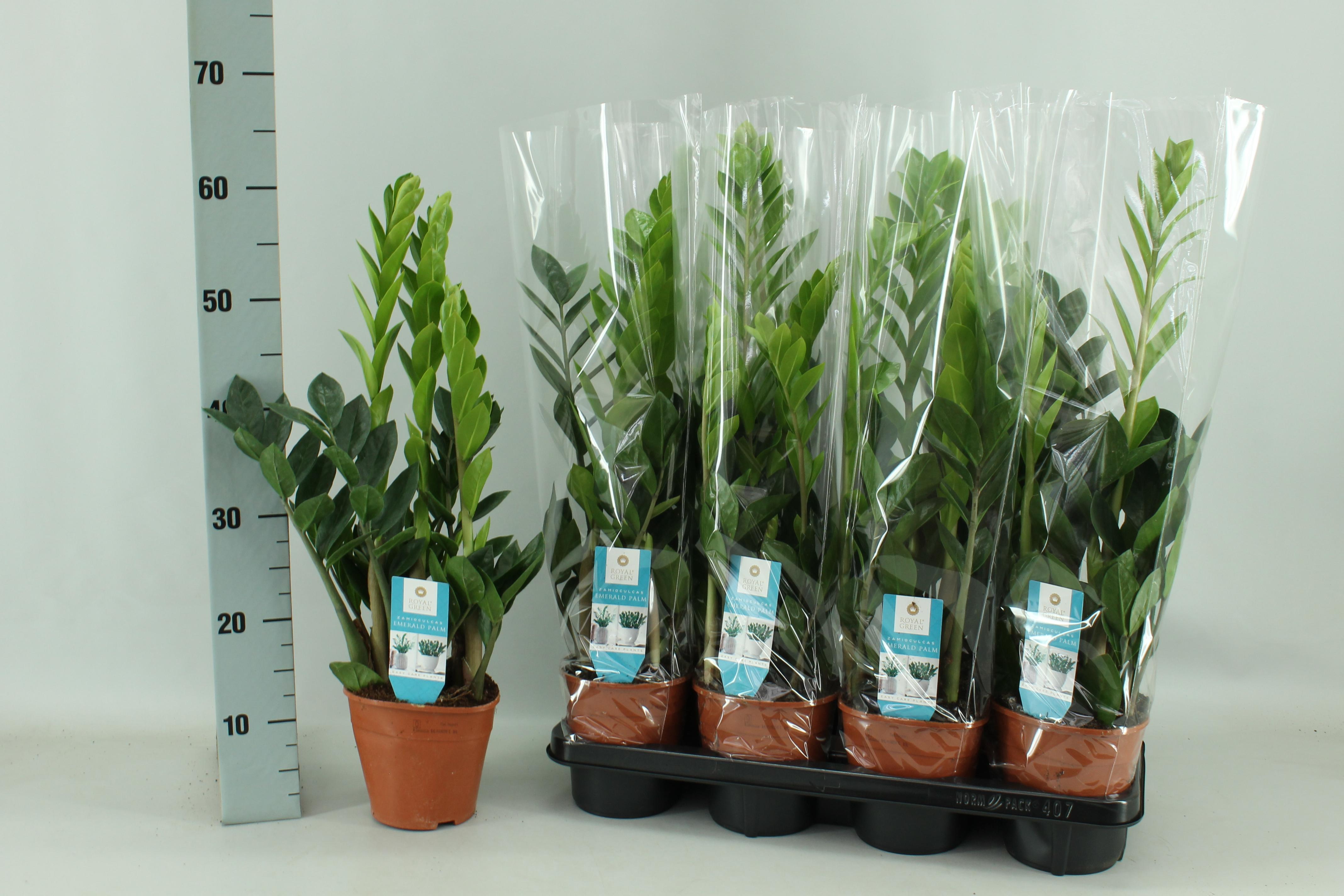 Zamioculcas - Roślina ZZ do wnętrz - Doniczka Ø14cm - Wysokość ok. 65cm
