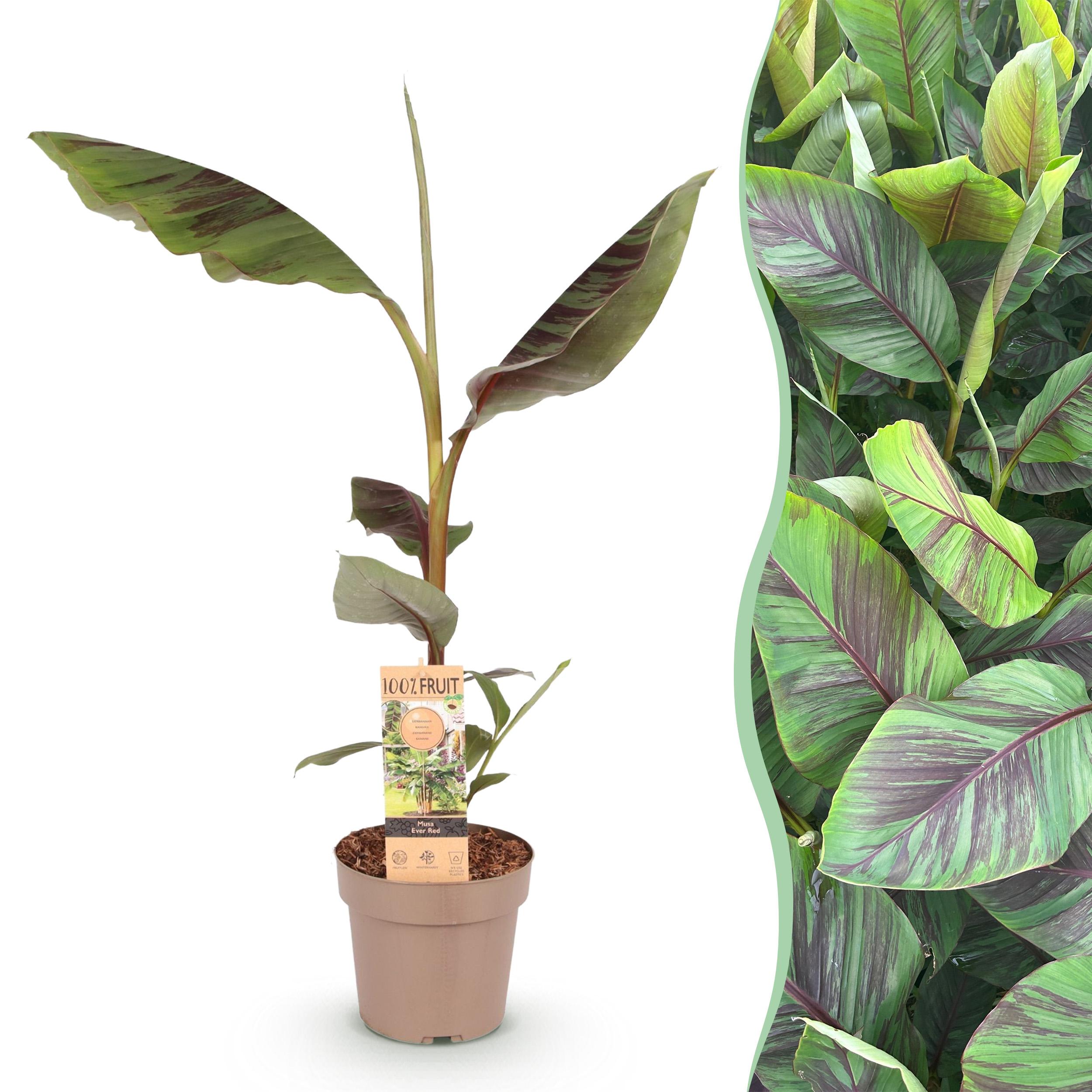Musa Ever Red – Bananowiec japoński – Roślina owocowa – Doniczka 21 cm – Wysokość 70-90 cm