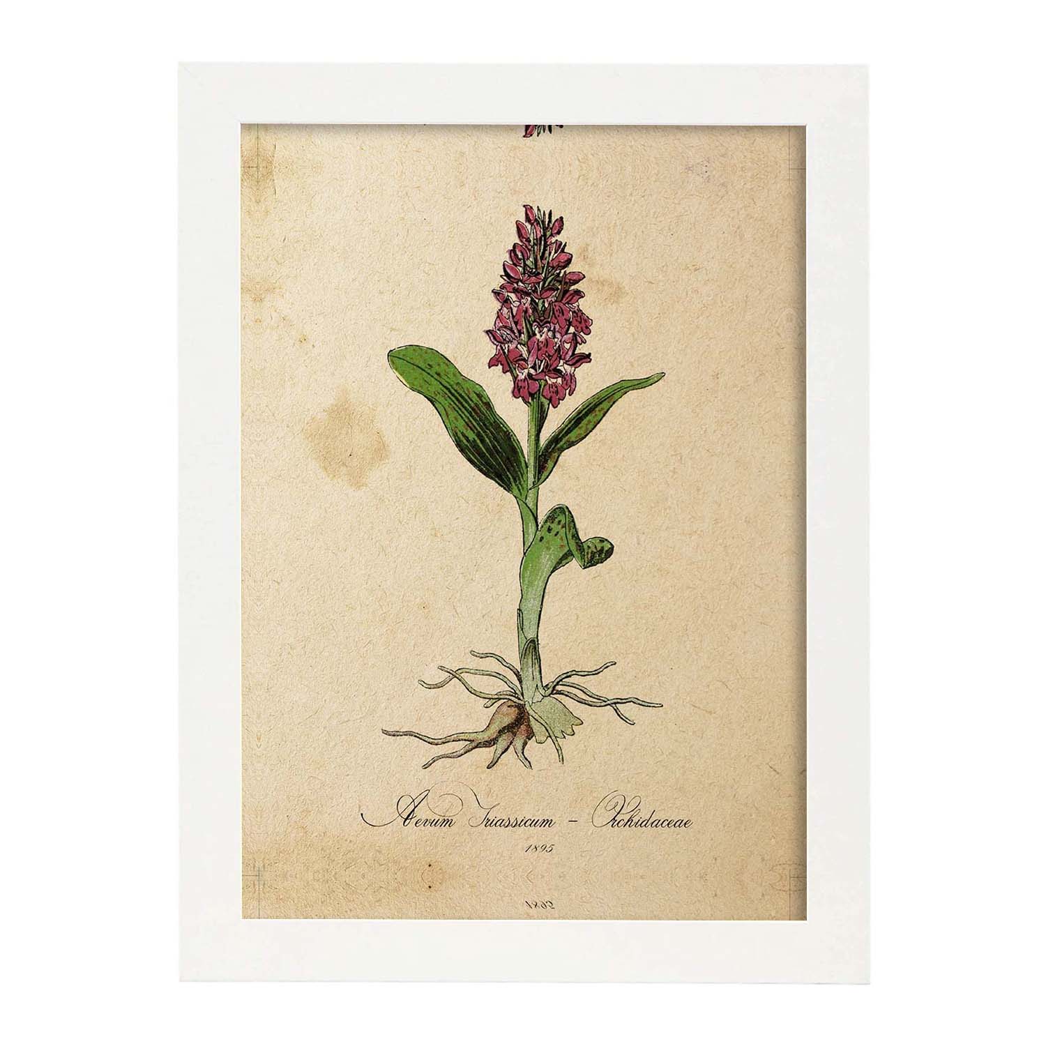 Lamina para enmarcar orquidea poster con imagenes de la naturaleza lamina botanica láminas folio para enmarcar 21x297cm marco negro - a3