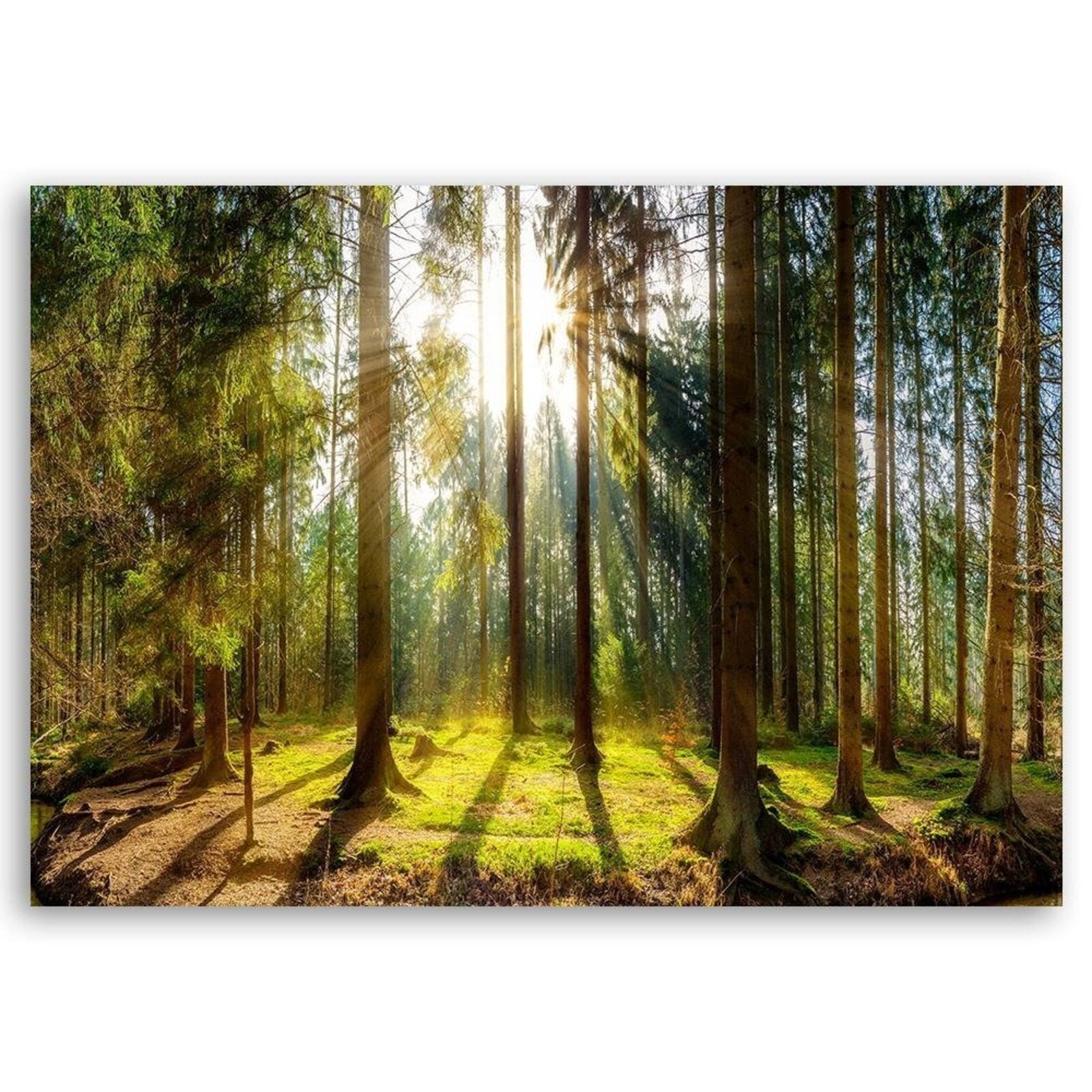 Tableau bois rayons du soleil dans la forêt - 120 x 80 cm - 2
