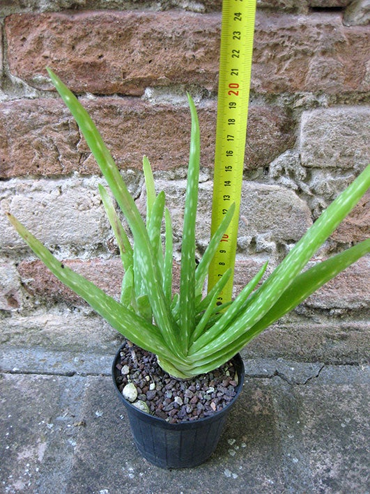 aloe vera pflanze schlapp Aloe Vera main image 0