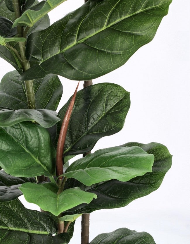 2x Pianta Ficus Lyrata C-Vaso 39Foglie H145 - 2