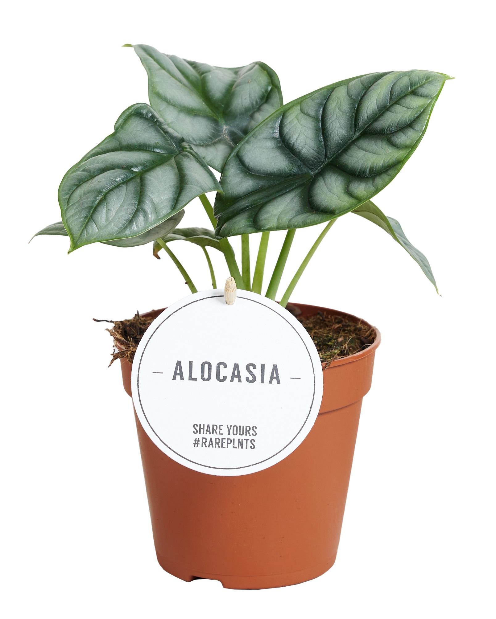Alocasia Silver Dragon doniczka Ø12 cm, wysokość 25 cm – Tropikalna roślina doniczkowa o srebrzystych liściach