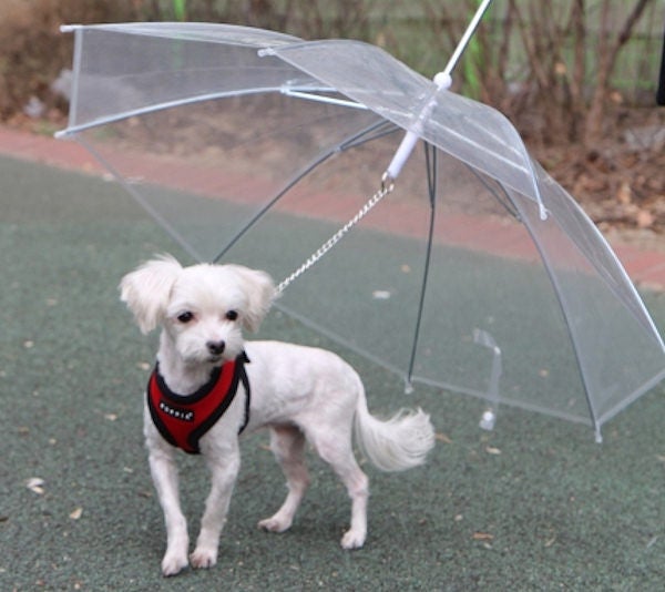 Laisse Pour Chien Réglable - Type Slip Strap, Nylon, 1.3m - Pour Entraînement Et Promenade (Rouge, Taille Unique)
