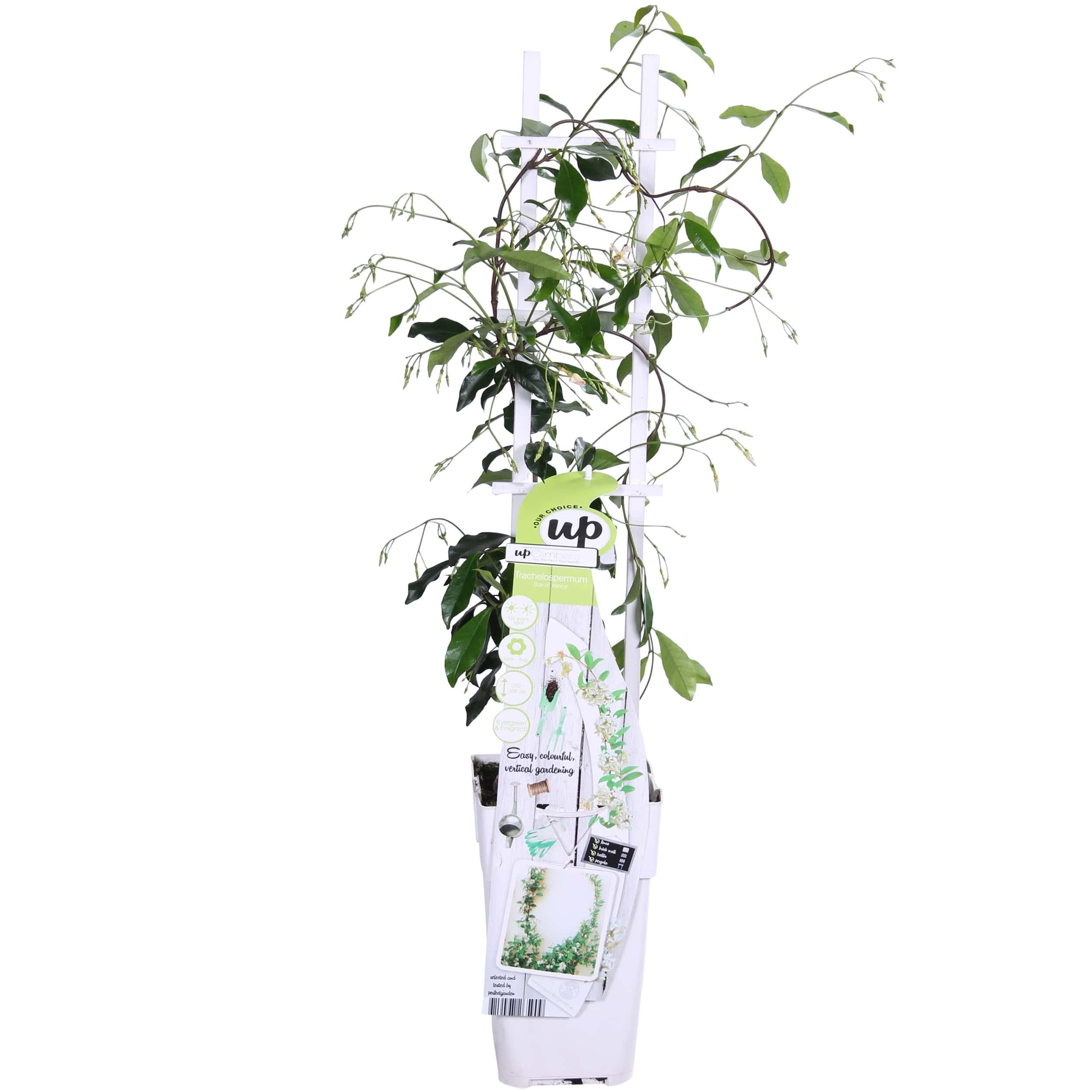 Trachelospermum 'Star of Venice' - Jaśmin gwiaździsty biały śródziemnomorski - 15cm - 65cm