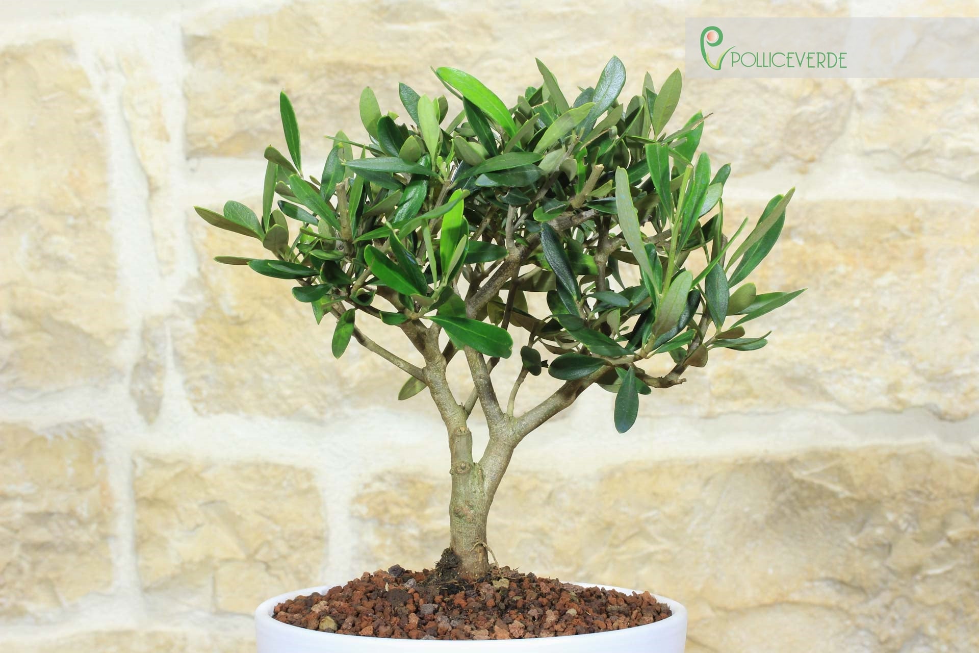 Bonsai di Olivo in ciotola bassa - 2