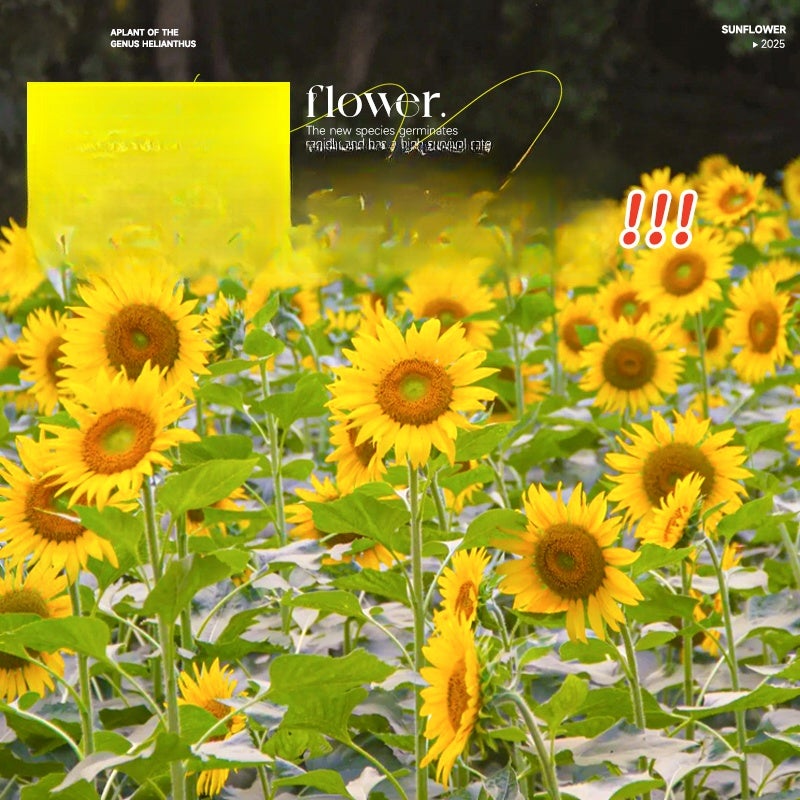 Semi Di Girasole Colorati | Alta Germinazione | Attira Api E Farfalle | Set Da 5 Varietà - Foto 7