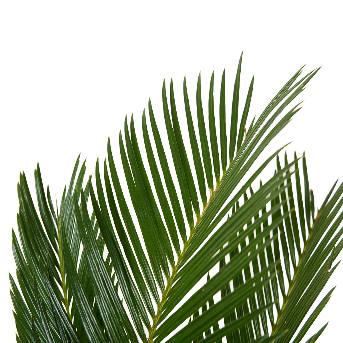 Cycas Revoluta - Palmier de la Paix - Sagoutier - Fougère Cycas - H. 40-50 cm - P. 15 cm - 6