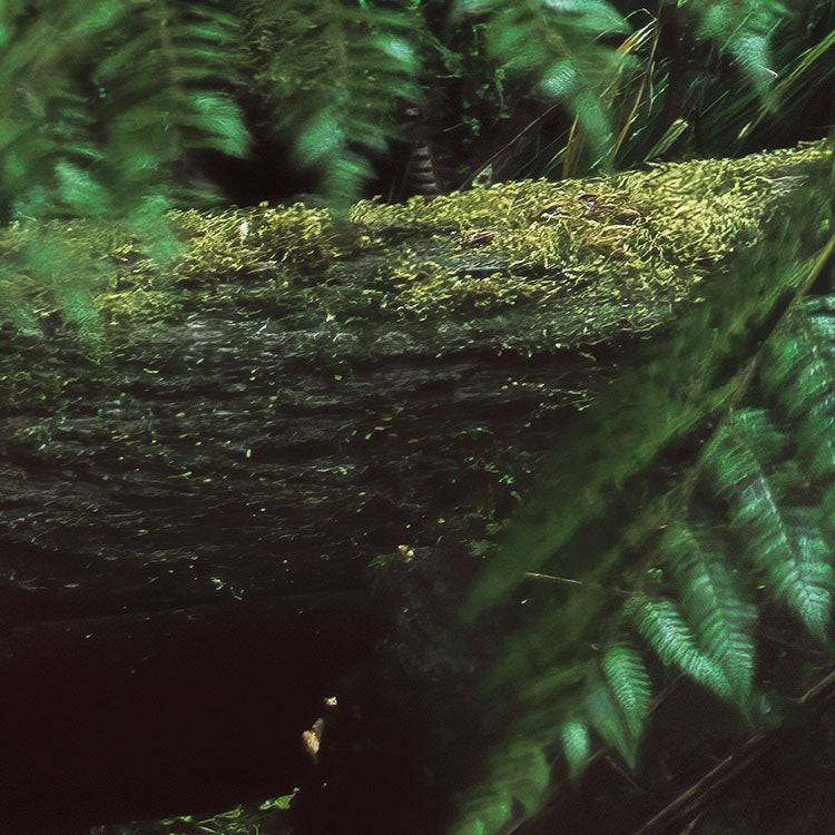 Fotomurale in tessuto non tessuto di Komar - Stefan Hefele Secret Veil - Dimensione: 450 x 280 cm - 9