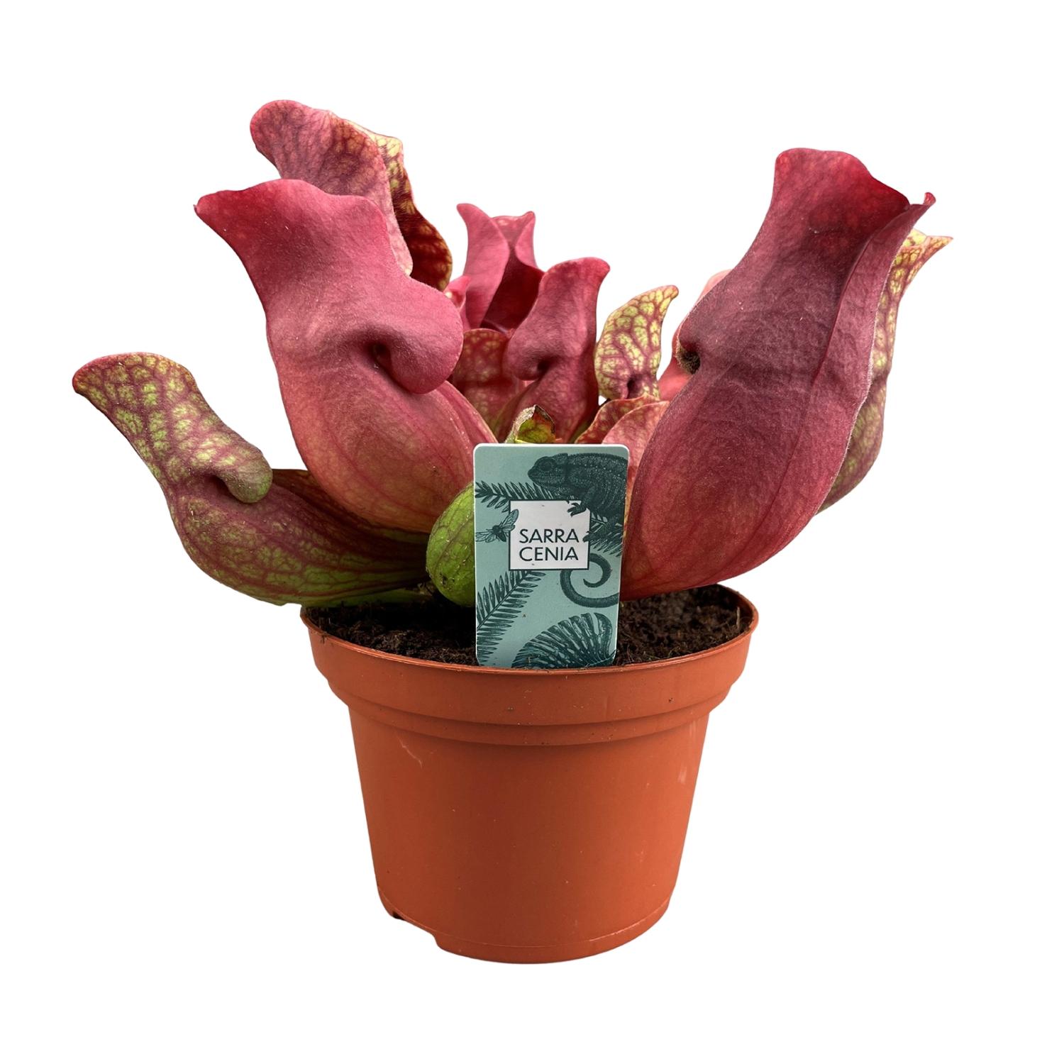 Sarracenia Maroon - Roślina owadożerna dekoracyjna - Doniczka Ø12cm - Wysokość 23cm - Łatwa pielęgnacja