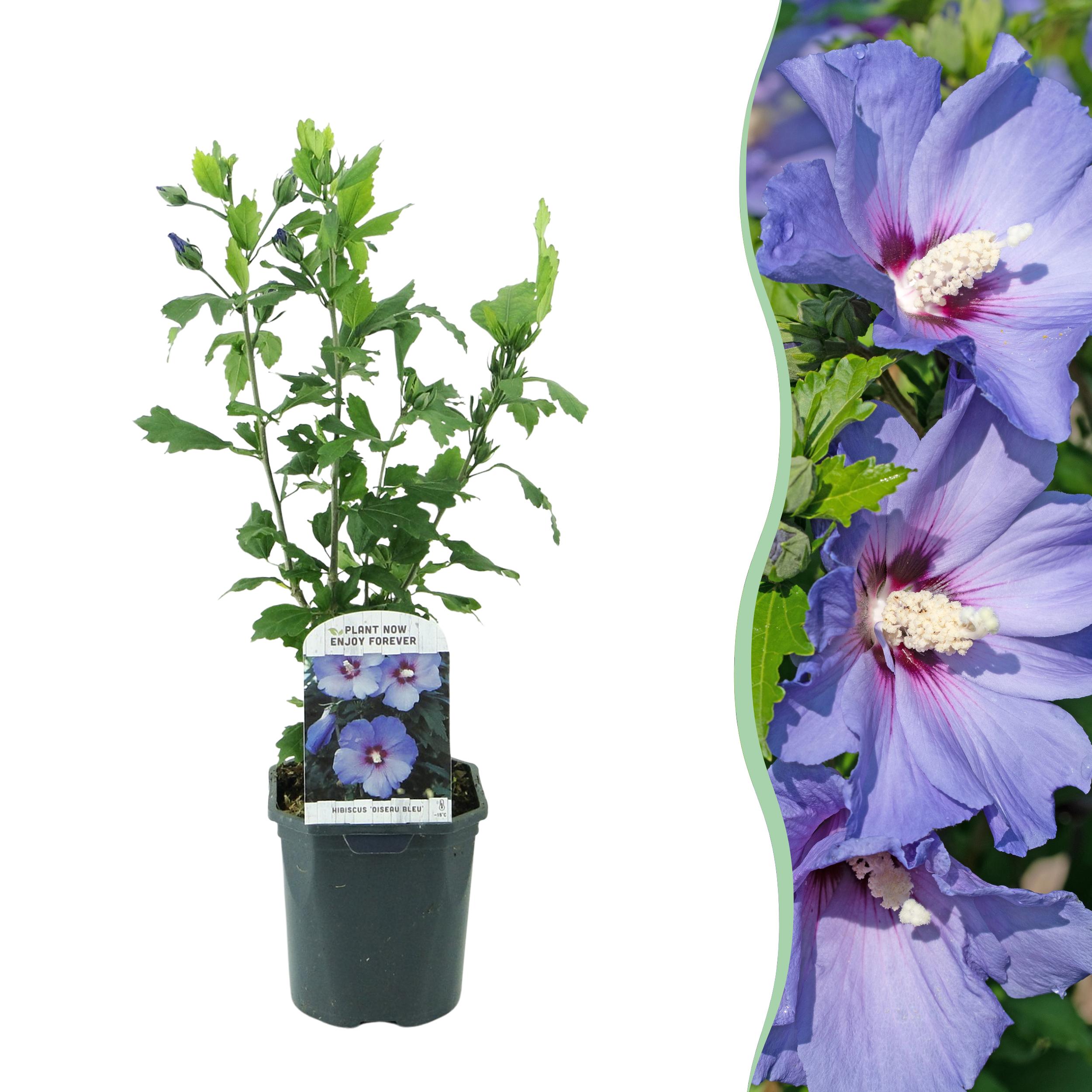 Hibiscus syriacus Oiseau Blue – Krzew o kwiatach niebieskich – 1 roślina – Liściasty – Mało wymagający – Doniczka 17 cm – Wysokość 45 cm