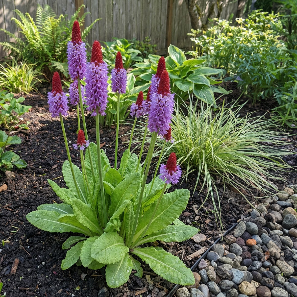 Lot de 6 - Primula Vialii - Primevère Orchidée - Floraison abondante - H. 10-20 cm - P. 9 cm - 3