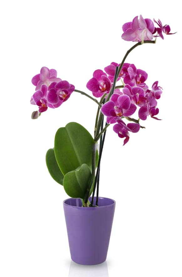 Doniczka osłonka donica ceramiczna na kwiaty rośliny ø12 cm fiolet gładka - KOTARBAU - 3