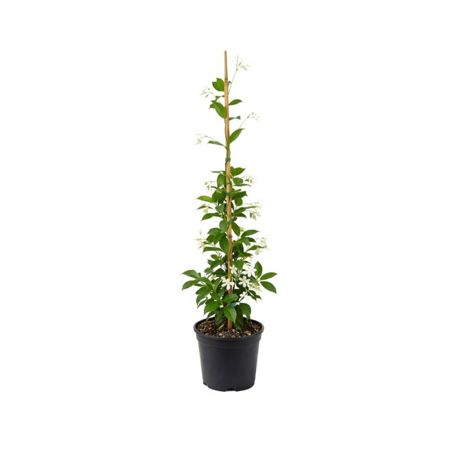 Jazmín Estrellado Planta Natural en Maceta 120 cm. Trachelospermum jasminoides, Enredadera Exterior, Flores Blancas Aromáticas, Fácil Cuidado. Jazmin