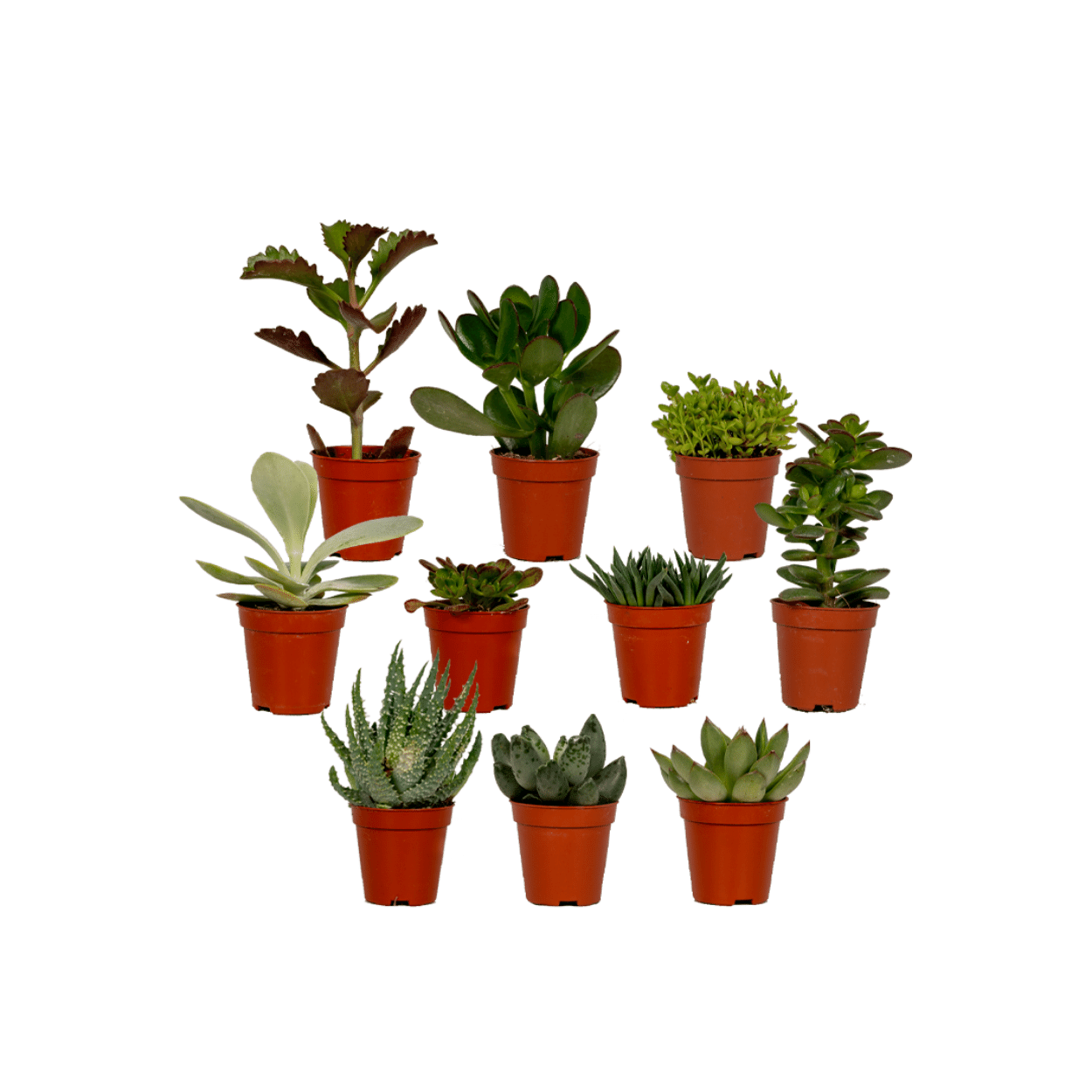 Zestaw 10 sukulentów mix - Wysokość 7cm - Doniczka Ø5,5cm - Rośliny łatwe w pielęgnacji