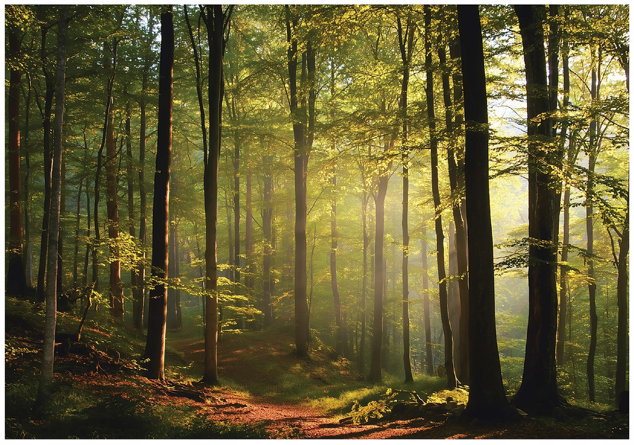 Fototapeta Las Drzewa Natura Pejzaż Leśny 300x210 cm Tapeta Do Sypialni Salonu Kuchni Na Flizelinie