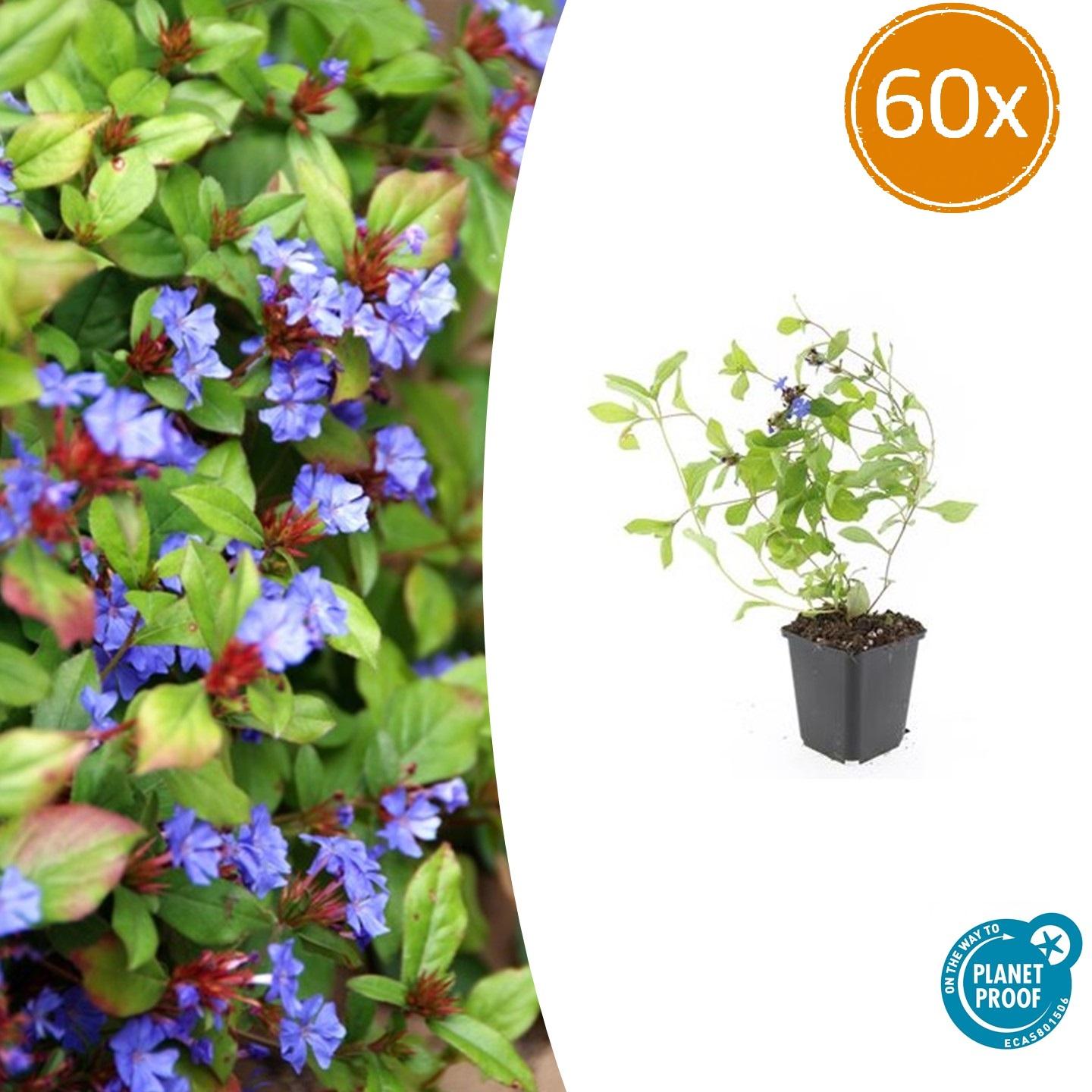 lot-60-ceratostigma-plumbaginoides-10-25-cm-pot-9-cm-couvre-sol