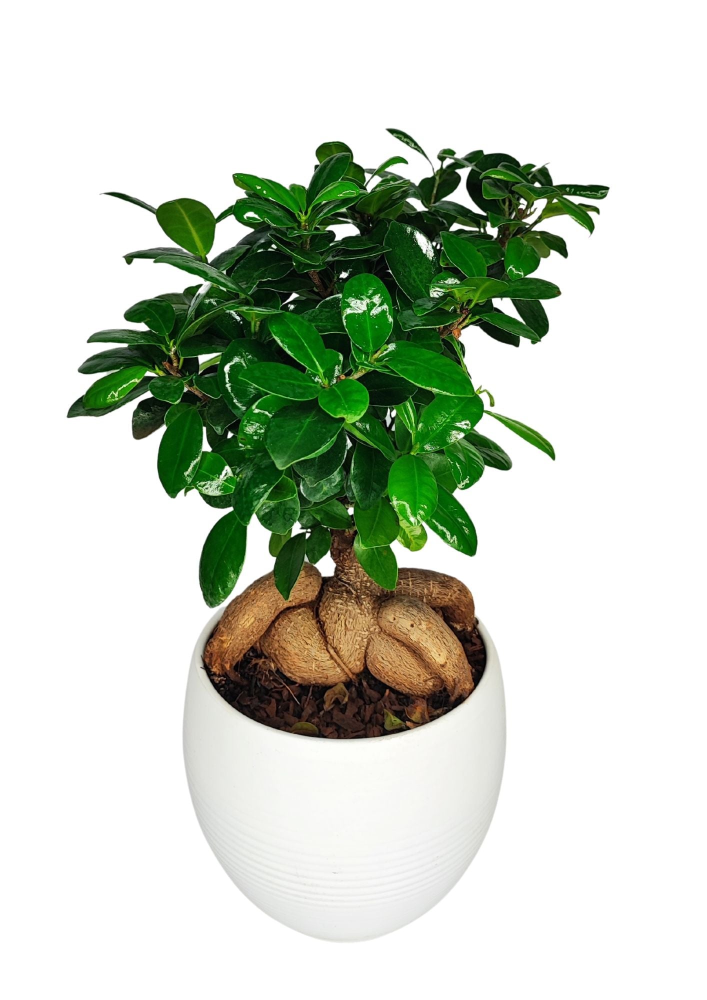 TOPWA - Vaso Per Bonsai Zisha In Ceramica - Mini 5,7 X 2,5 Cm - Con Foro Di Scarico - Rosso Antico - Per Piante Grasse E Succulente