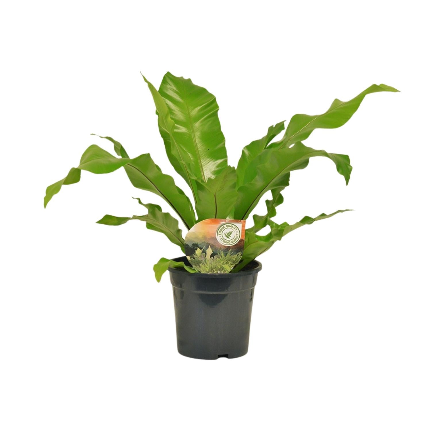 Asplenium Nidus Ø17cm, Wysokość 60cm, Paproć Gniazdo Ptasie Elegancka
