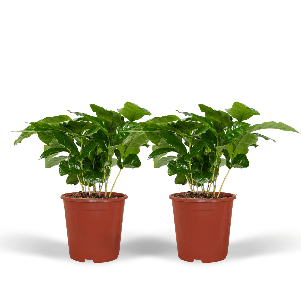 Coffea Arabica - Roślina Kawowa Doniczkowa - Zestaw 2 szt - Ø12cm - Wys. 25cm