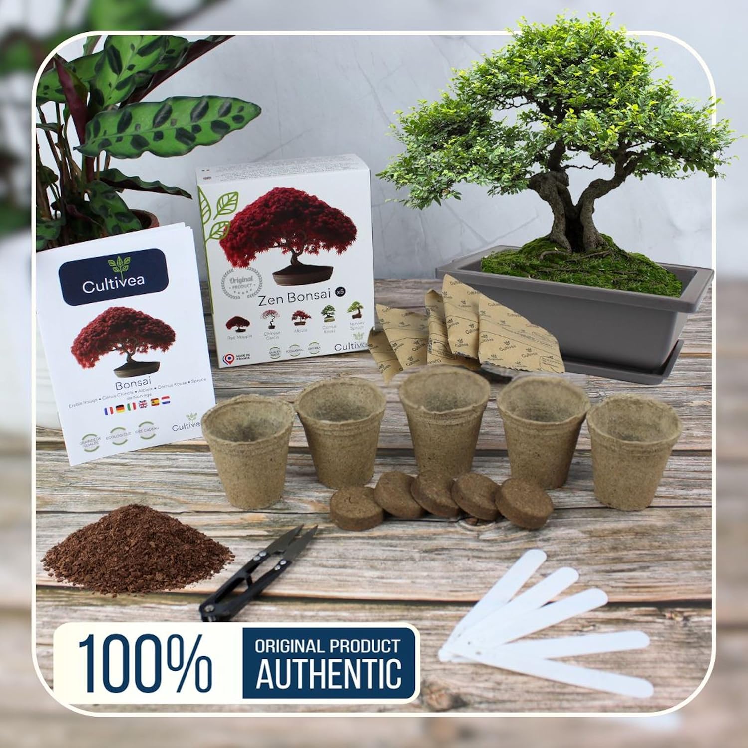 CULTIVEA® Mini Kit Prêt à Pousser 6 Bonsaï - Kit complet avec accessoires - Idée Cadeau Jardinage, Noël, Anniversaire - 2