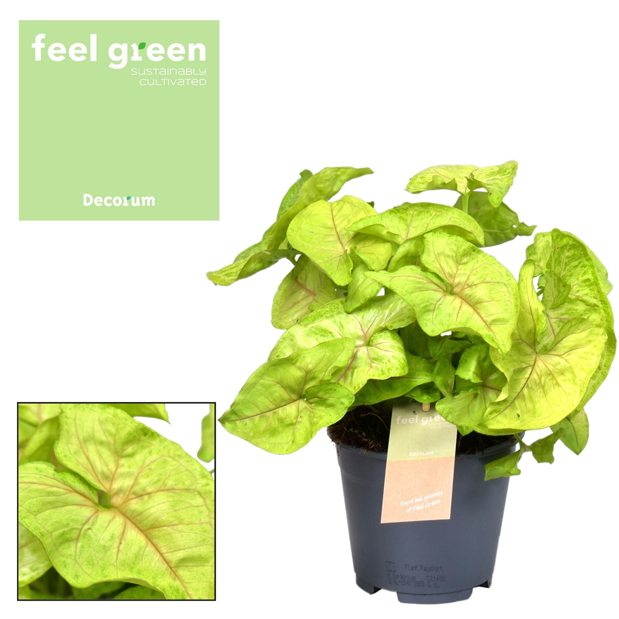 Syngonium Golden Feel Green - Elegancka i łatwa w pielęgnacji roślina doniczkowa - Doniczka Ø14cm - Wysokość 30cm