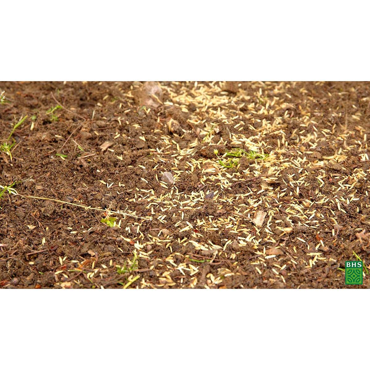Gazon Kikuyu BHS , 25m² , boite de 300 grs - 5