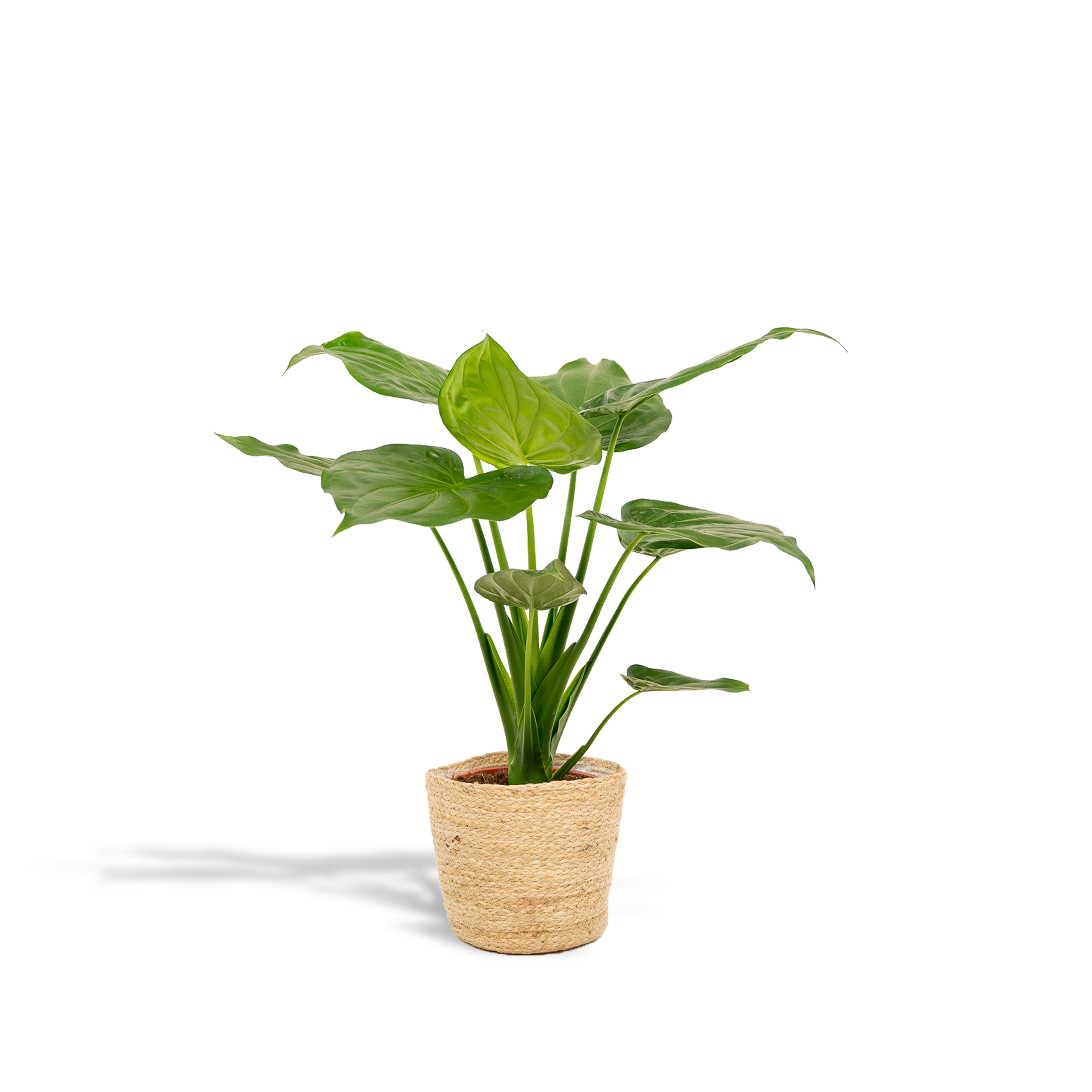 Alocasia Cucullata z koszem Selin 19cm wysokość 65cm roślina doniczkowa Słoniowe Ucho