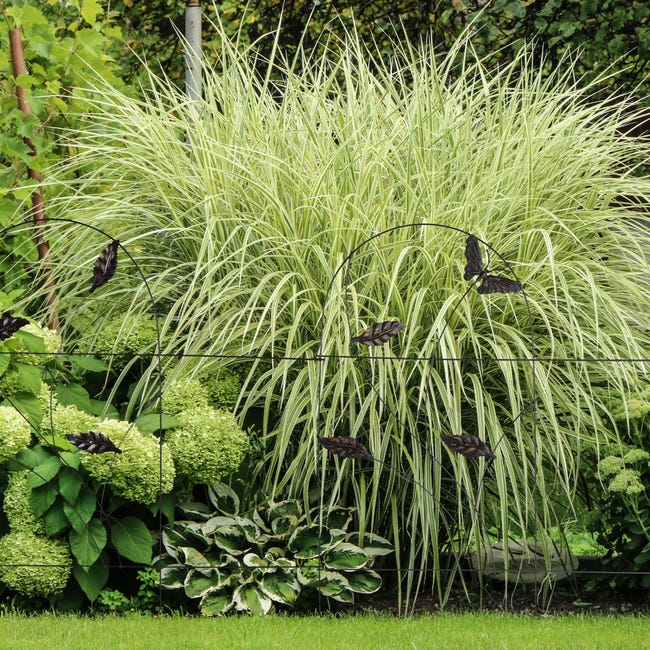 Relaxdays Bordure Potager, clôture Jardin 5 éléents, en étal, à Planter dans Le Sol, H x L Relaxdays Bordure Potager, clôture Jardin 5 éléents, en étal, à Planter dans Le Sol, H x L