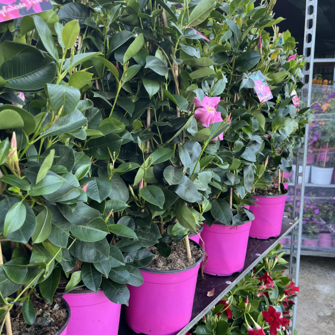 Dipladenia Rampicante piramide Rosa n vaso 19 cm AMDGarden - 3