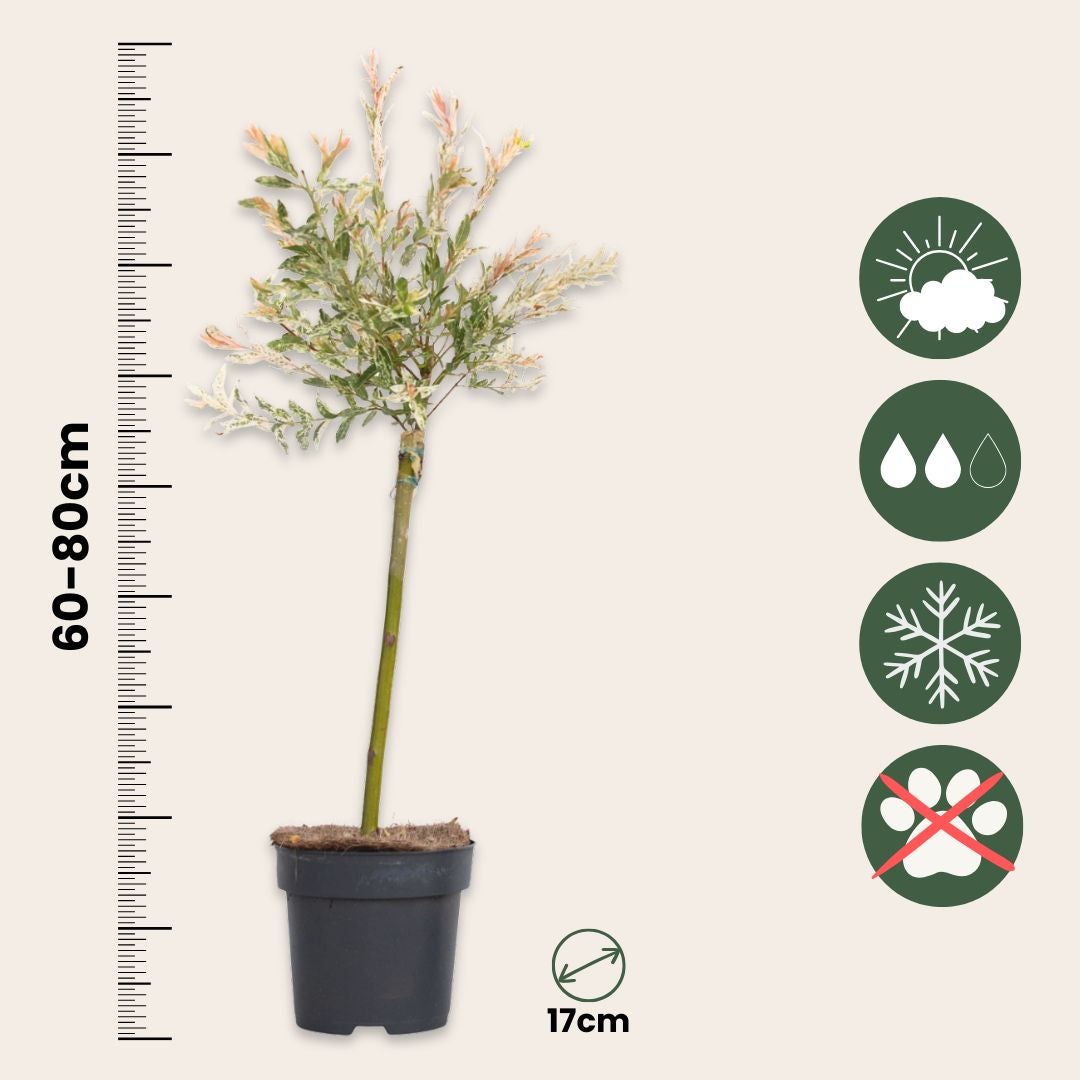Saule crevette - Set de 2 - Salix integra 'Flamingo' - Hauteur 60-80cm - ⌀17cm - 2