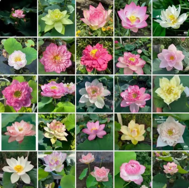 60 semi di loto di colori misti, semi di fiori da seminare, semi di loto acquatico, piante da fiore, per coltura acquatica, giardino - 4