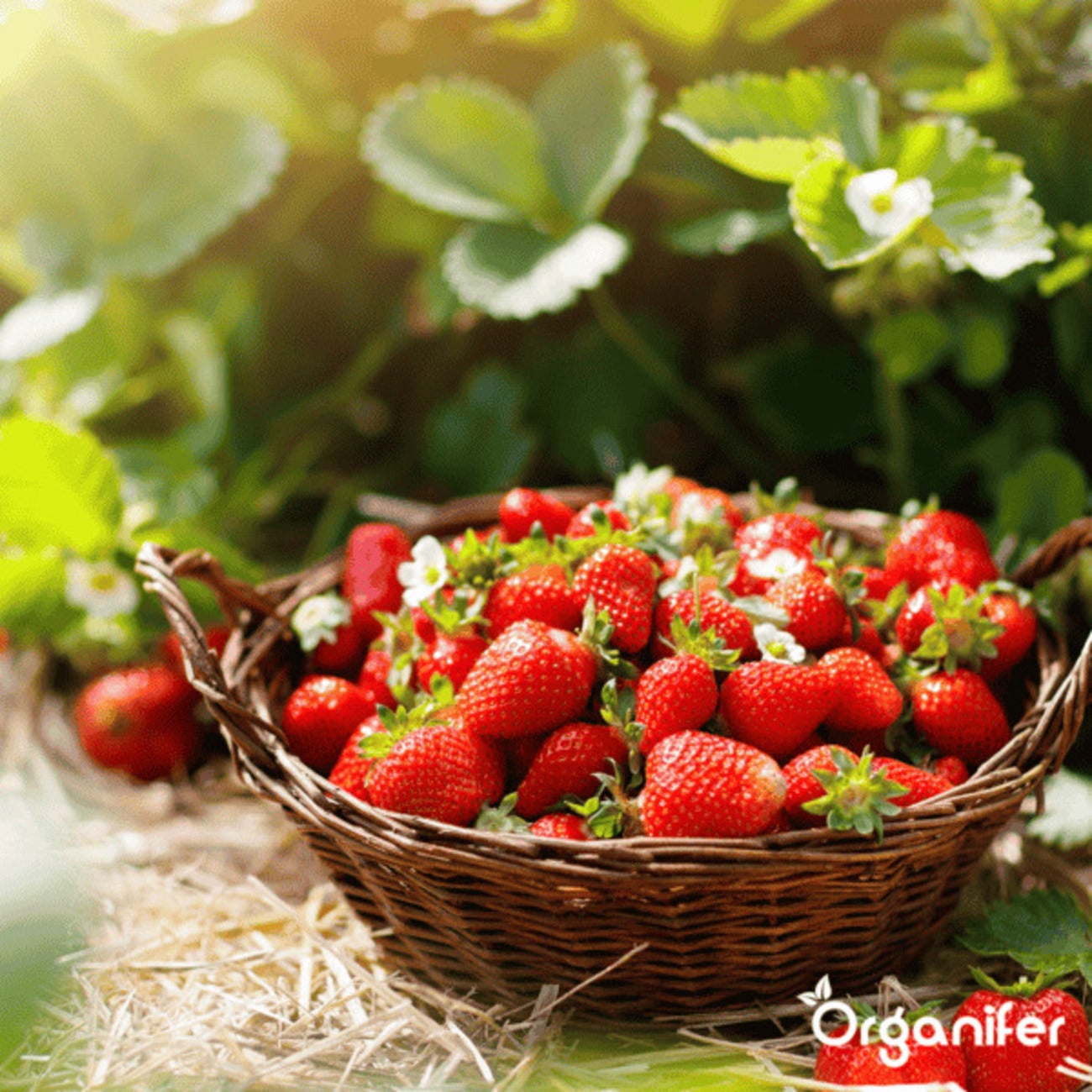 Poudre De Chaux Algale - Lithothamnium Calcareum Pur - 1000 Kg Pour 5 Ha - Organifer - 8