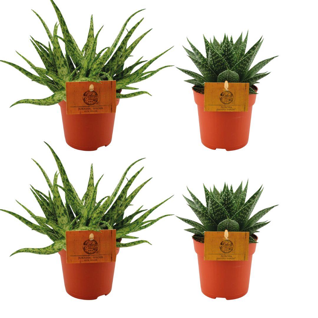 Zestaw 4 sukulentów – 2x Aloe Spider + 2x Gasteria Hybride Aurora – Ø10,5cm – Wys. 10cm