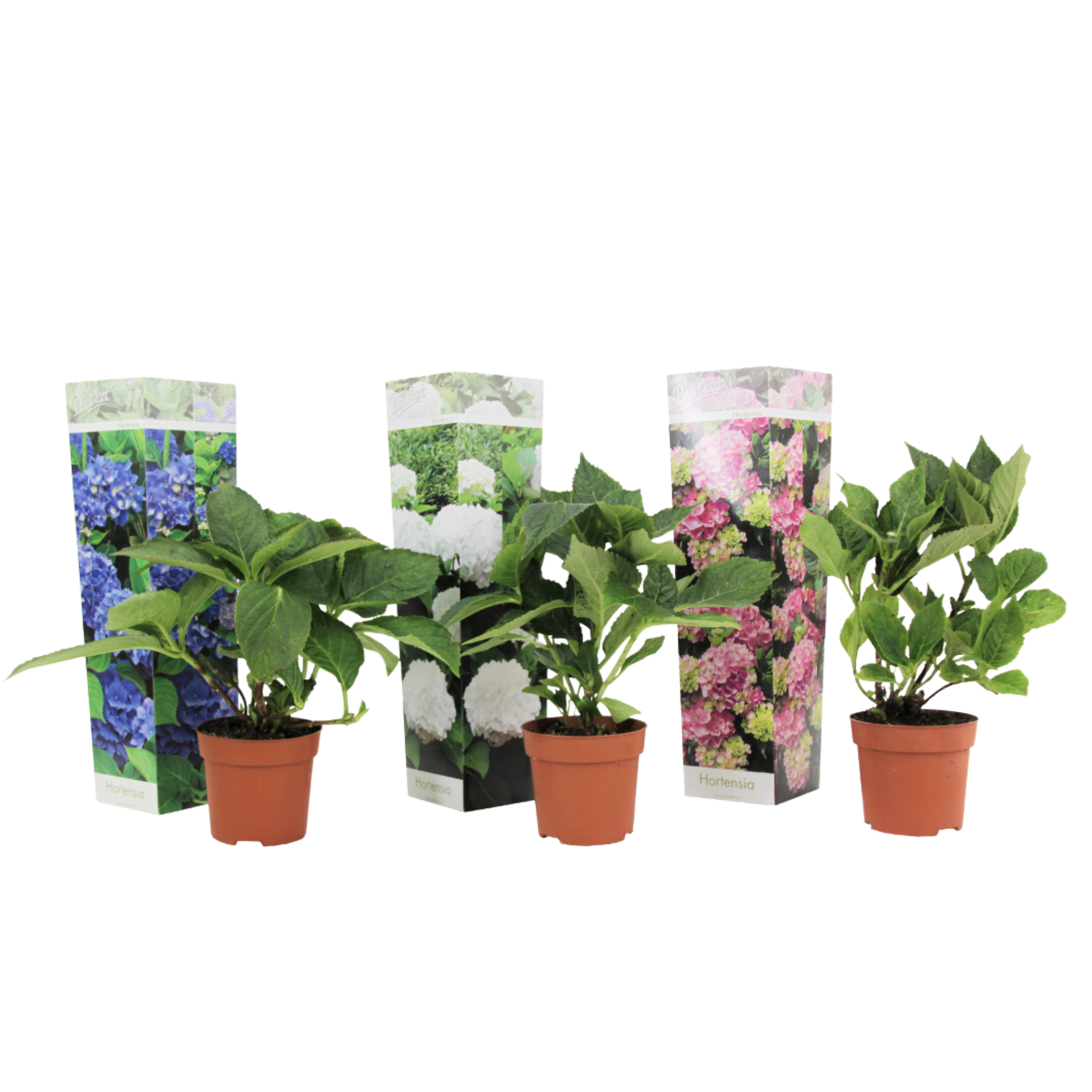 Hortensia - Set de 3 - Hydrangea macrophylla - Hauteur 25-40cm - ⌀9cm ...