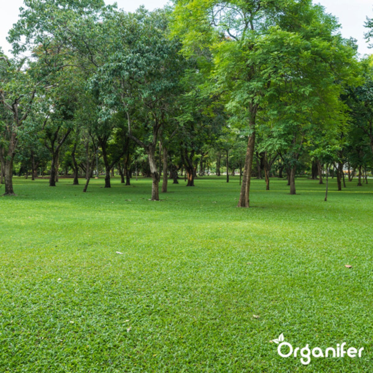 Engrais Calcaire Avec Magnésium - 10X = 200 Kg Pour 4.000 M2 - Organifer - 8