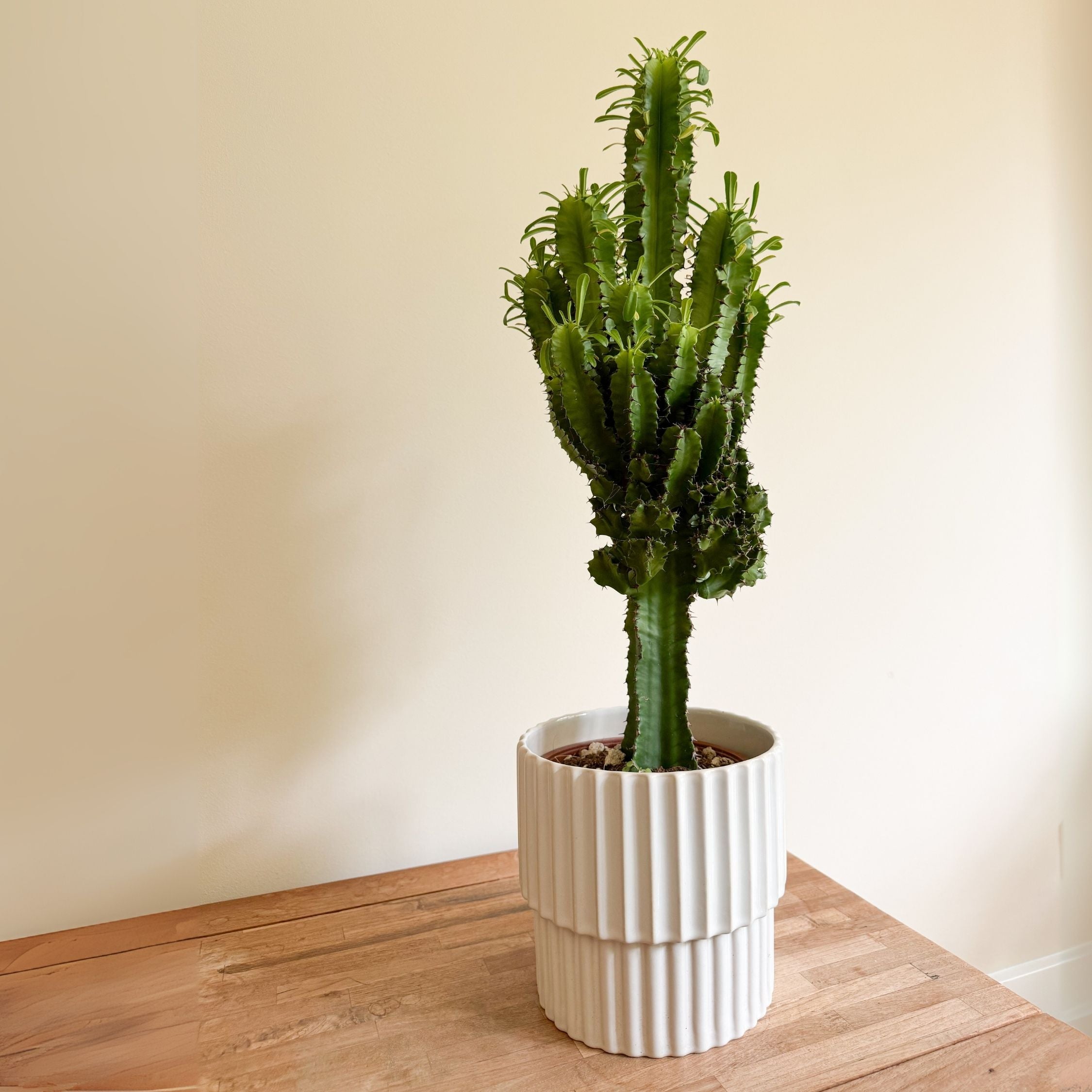 Euphorbe ingens - Euphorbia ingens - Hauteur 50-60cm - ⌀17cm - 7