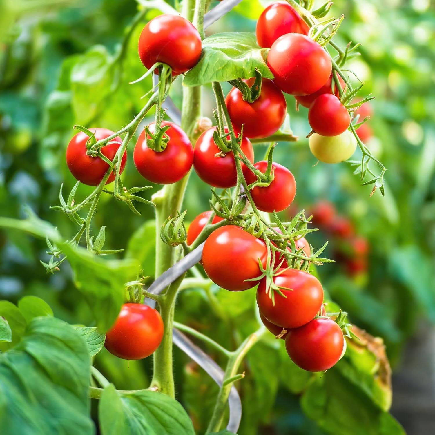 Lot de 10 tuteurs spirales galvanisés pour plantes grimpantes, tomates, concombres, framboises et fleurs - 110 cm - 2