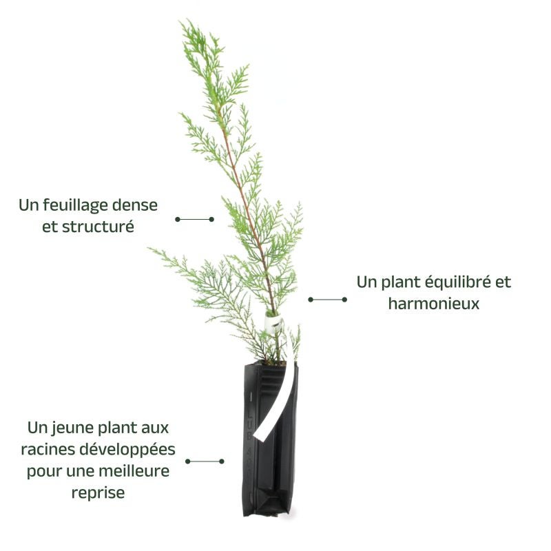 Cyprès de Leyland (Cupressocyparis leylandii) - Godet - Taille 20/40cm - Pépinières Naudet - 3