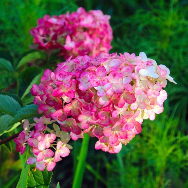 Hortensia Paniculé Fraise Melba® 'Renba' (Hydrangea Paniculata) - Godet - Taille 13/25cm - Pépinières Naudet
