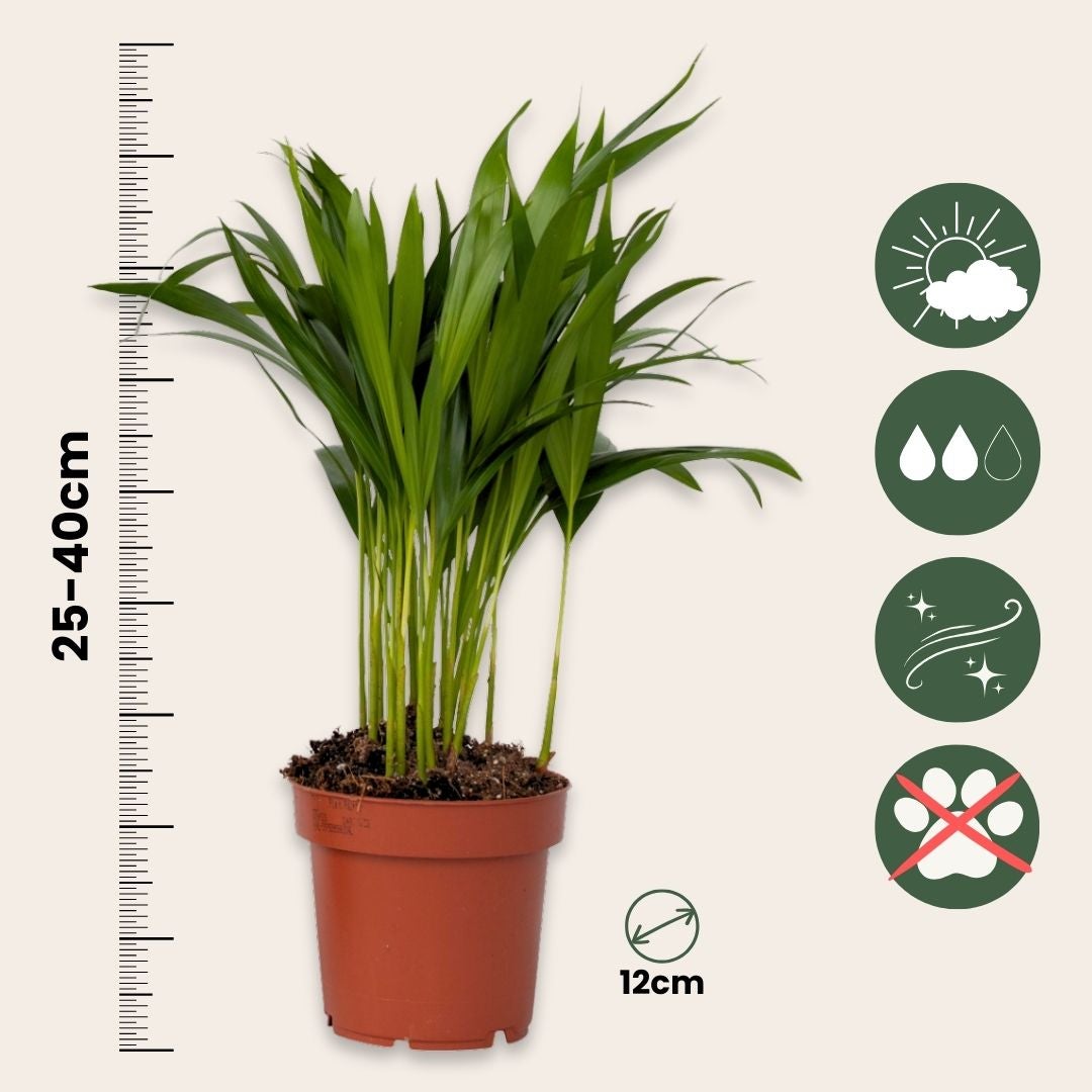 Impianti di purificazione dell'aria - 5 Pezzi - Altezza 25-40cm - ⌀12cm - 2