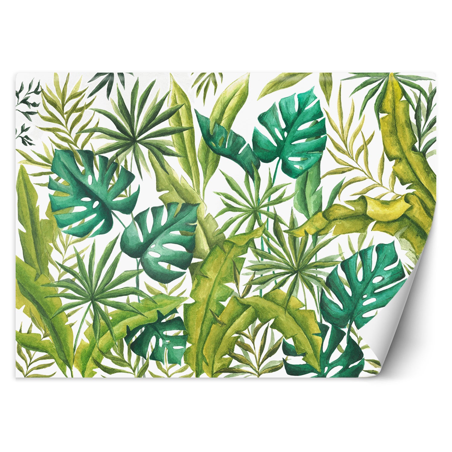 Fototapeta, Liście Monstera 368x254