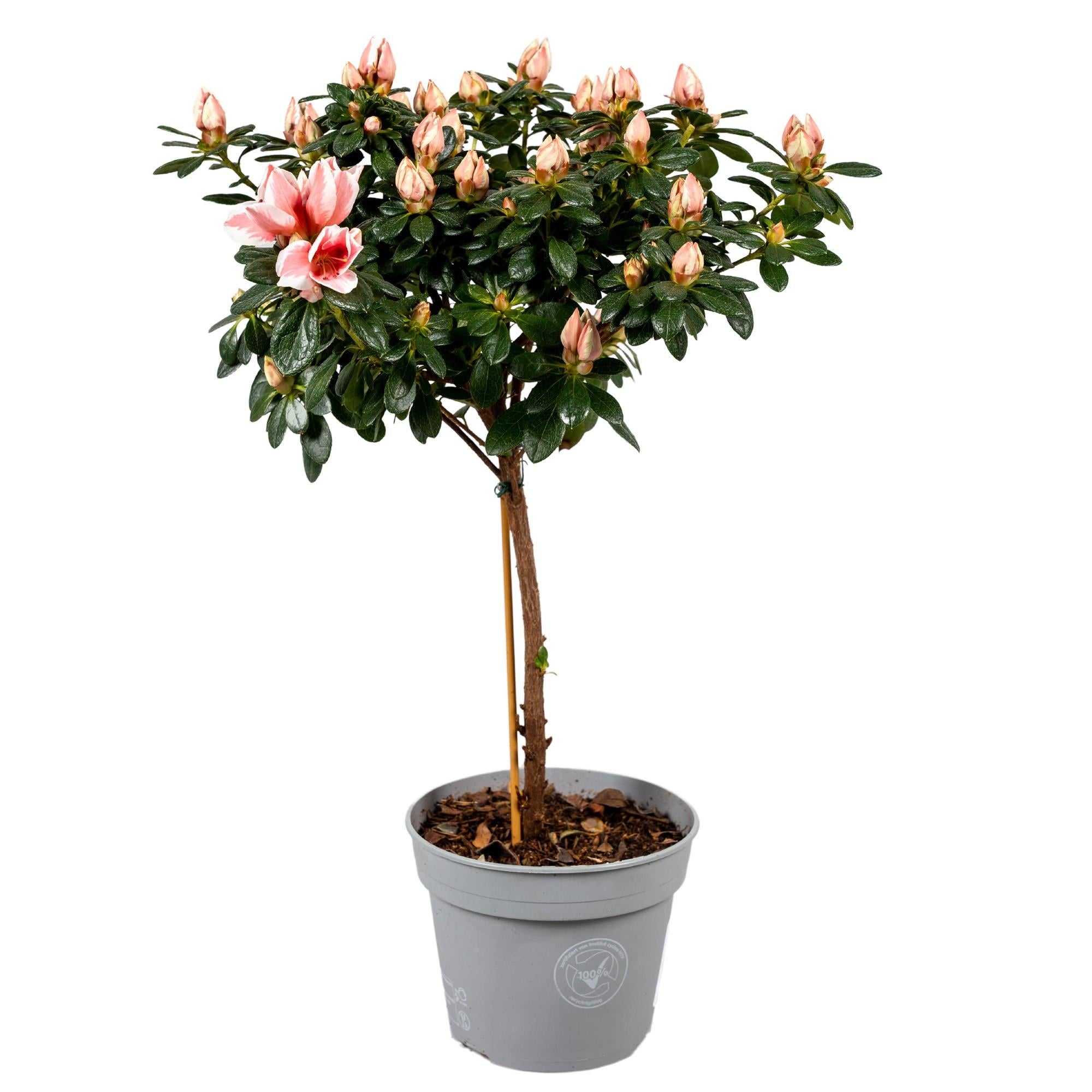 Planta Azalea 'Mevr. Gerard Kint' (En tallo, 13cm) - Diámetro 13cm ...