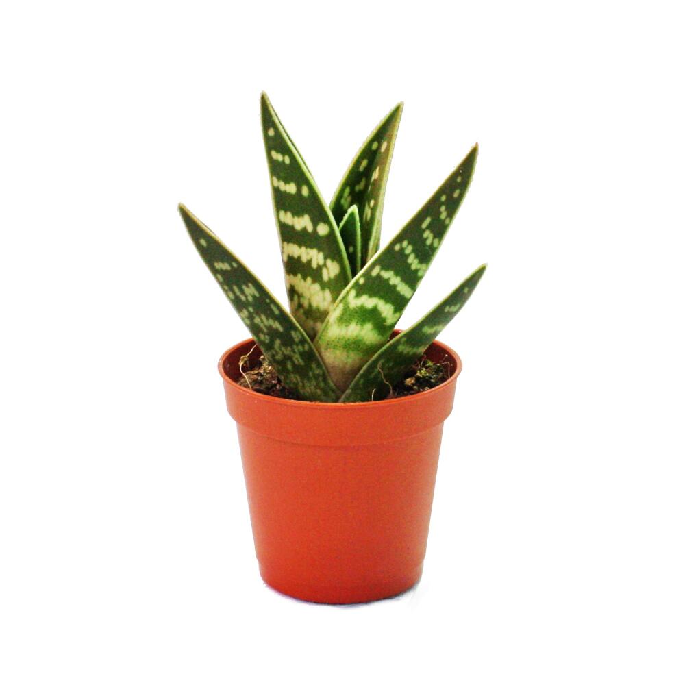 Mini cactus et succulents - Lot de 20 plantes - 2