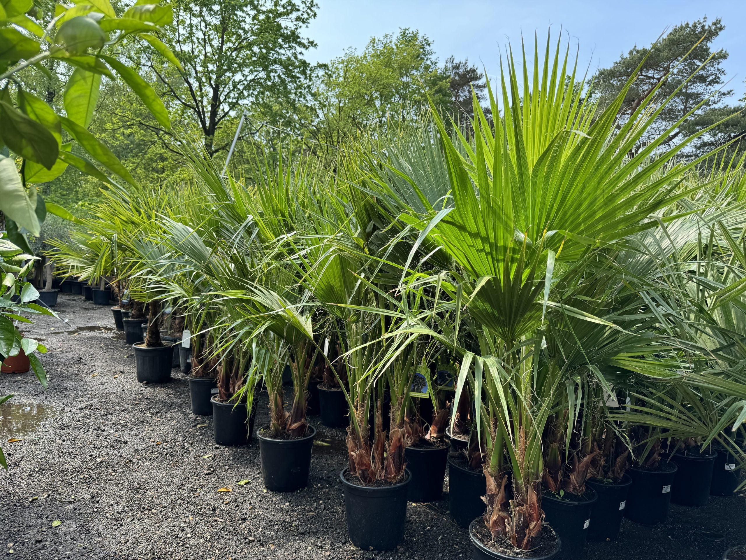 Sunny Tree – Palmier Washingtonia Robusta multi-troncs – 140–160 cm avec pot – Palmier éventail du Mexique - 8