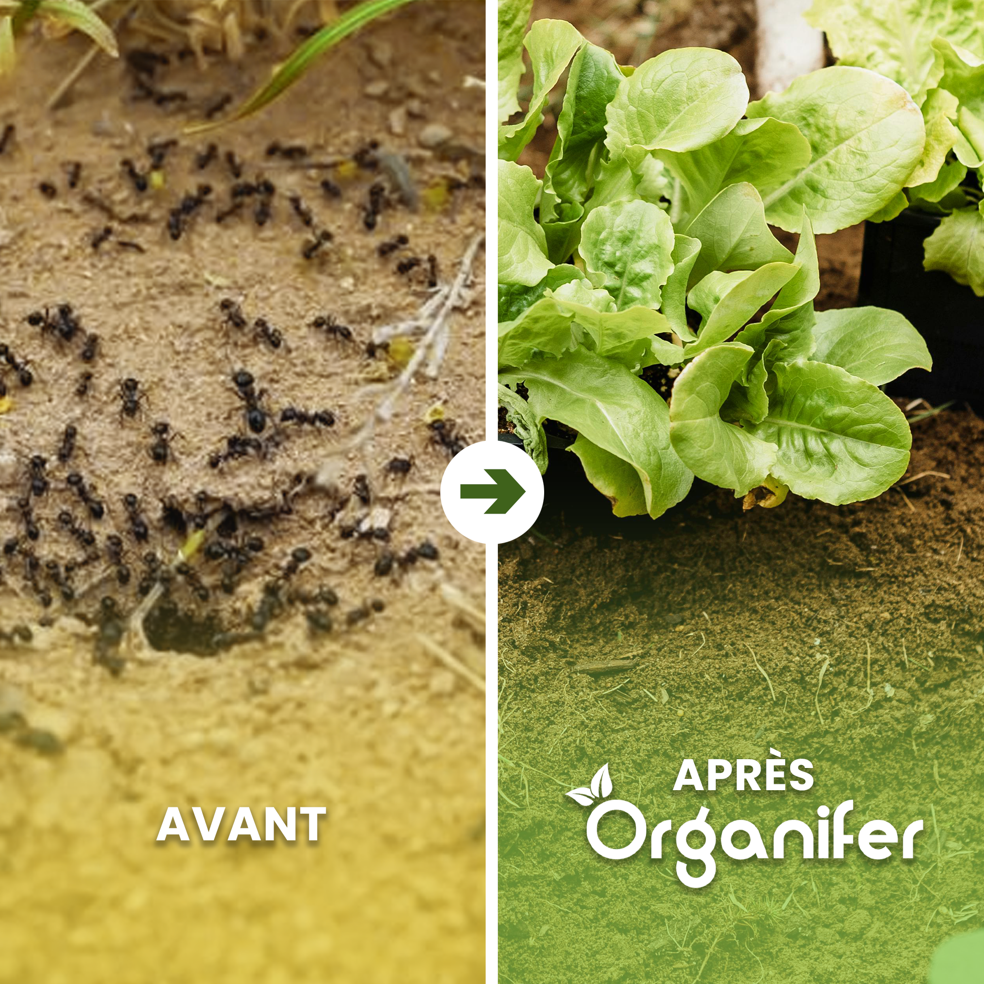 Diatomée Terre - 100% Pure - Poudre Ultra Fine - 25X = 250 Kg - Organifer - 2