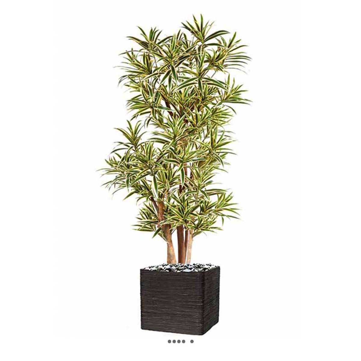 Dracaena reflexa artificiel Panache H 150 cm 1269 feuilles en pot - 4
